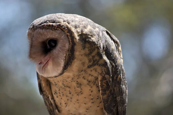 これはより少ないすすフクロウのクローズ アップ — ストック写真