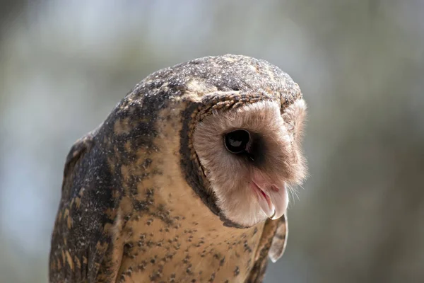 Close Lesser Sooty Owl Kangaroo Island Australia — Stock Photo, Image
