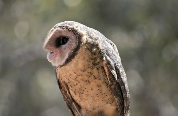 Dies Ist Eine Nahaufnahme Einer Weniger Rußigen Eule Auf Der — Stockfoto