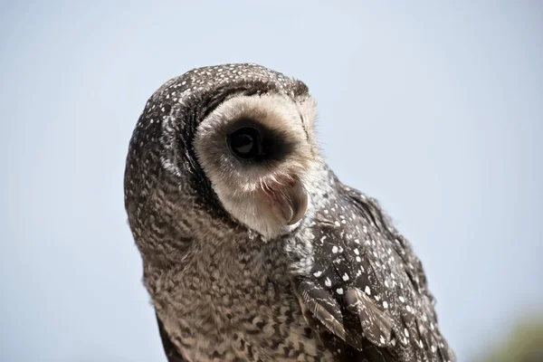 Detta Närbild Maskerad Uggla Kangaroo Island Australien — Stockfoto