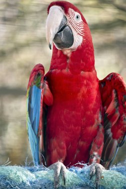 Bu yakın bir kırmızı ve yeşil Amerika papağanı veya diğer adıyla Yeşil Kanatlı Ara doldu