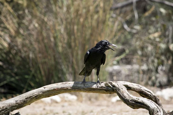 Cuervo Australiano Está Encaramado Una Rama Árbol —  Fotos de Stock