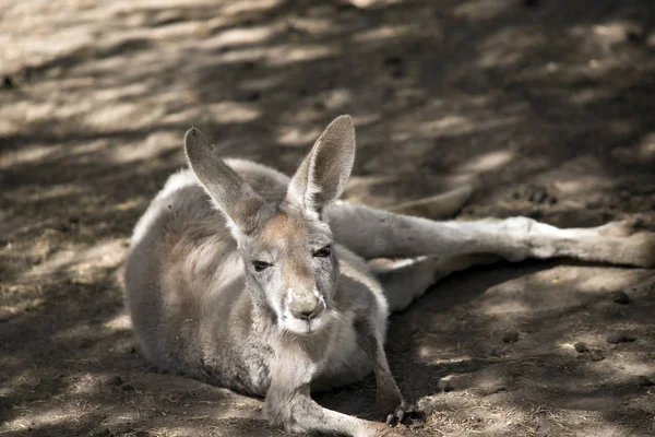 Este Canguru Vermelho Jovem Descansando Sombra — Fotografia de Stock