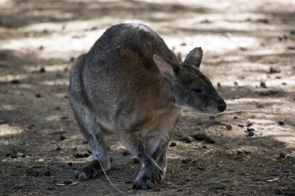 Die Rothalsige Pademelone Sucht Nahrung — Stockfoto