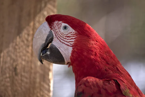 Zblízka Červených Zelených Ara Nebo Zelená Okřídlený Papoušek — Stock fotografie
