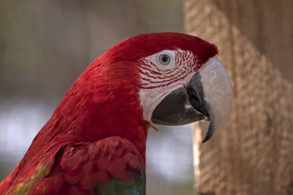 Este Primer Plano Guacamayo Rojo Verde Guacamayo Alas Verdes —  Fotos de Stock