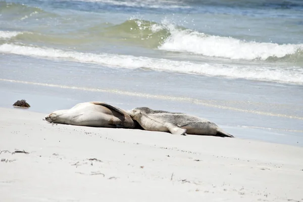 Lachtan Ošetřovatelství Její Mladé Štěně Pláži Seal Bay — Stock fotografie