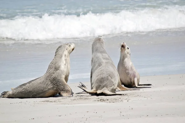 Três Leões Marinhos Estão Falando Praia Seal Bay — Fotografia de Stock