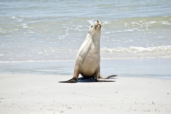 Leão Marinho Acaba Sair Água Está Caminhando Areia Seal Bay — Fotografia de Stock