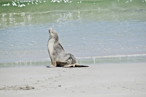 León Marino Agua — Foto de Stock