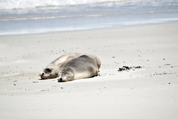 Leões Marinhos Estão Descansando Seal Bay Depois Longo Mergulho — Fotografia de Stock