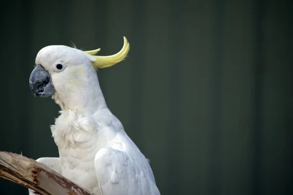 Cacatúa Cresta Azufre Está Hablando Pájaro Inteligente Con Gran Vocabulario —  Fotos de Stock