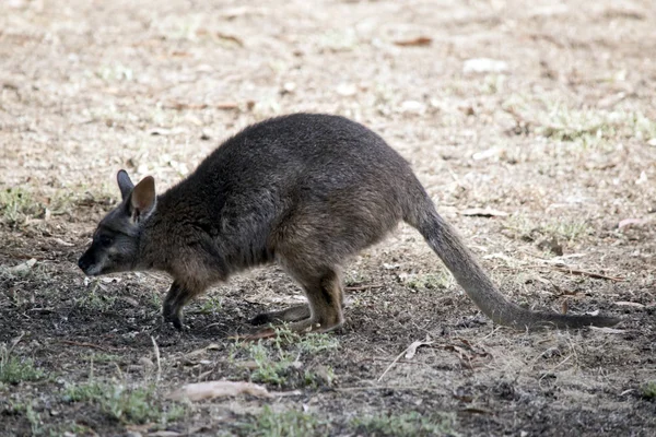 Dies Ist Eine Nahaufnahme Eines Tamar Wallabys — Stockfoto