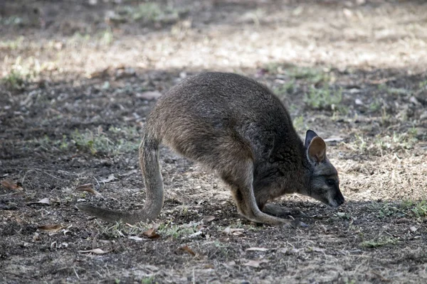 Hareketli Bir Tammar Kanguru Yan Görülmektedir — Stok fotoğraf