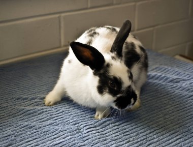 siyah ve beyaz tavşan üzerinde mavi bir havlu ne olur