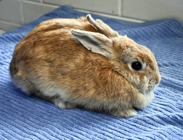 Вид Сбоку Коричневого Кролика — стоковое фото