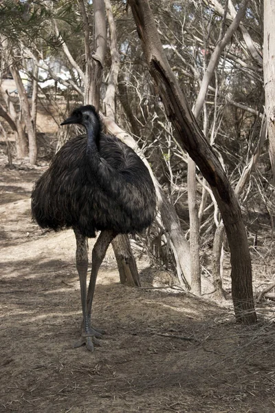 Australian Emu Walking Bush Hard Spot His Coloring Matches Background — Stock Photo, Image