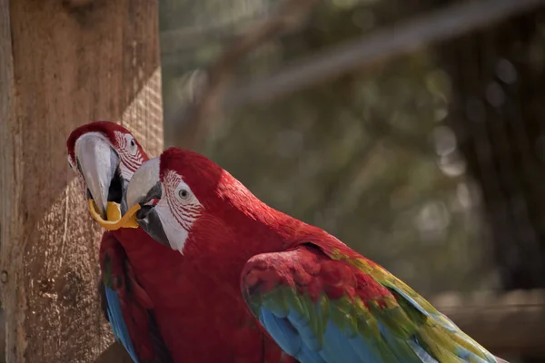 Los Dos Guacamayos Rojos Verdes Comparten Una Naranja —  Fotos de Stock