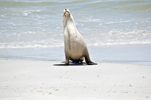 Lachtan Právě Přišel Vody Chůzi Písku Seal Bay Austrálie — Stock fotografie