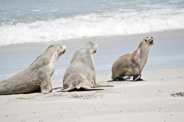 Sea Lion Has Just Come Out Water Walking Sand Two — Stock Photo, Image