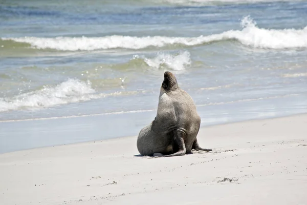 Otarie Mâle Vient Sortir Eau Marche Sur Sable Seal Bay — Photo