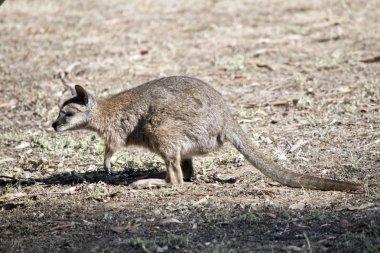 Bu bir tammar kanguru yan görünümüdür