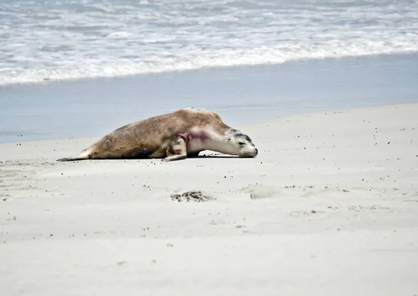 Leão Marinho Acaba Sair Água Está Caminhando Areia Seal Bay — Fotografia de Stock