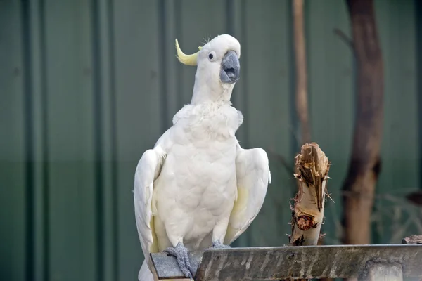 Cacatua Crestato Zolfo Sta Parlando Uccello Intelligente Con Grande Vocabolario — Foto Stock