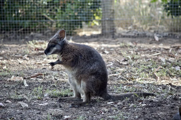 Esta Uma Vista Lateral Tammar Wallaby — Fotografia de Stock