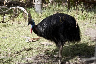 Avustralyalı Cassowary gölgelerde bir ağaç altında saklanıyor
