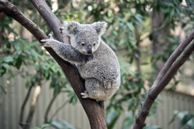 Genç Joey Koala bir ağaca tırmanıyor