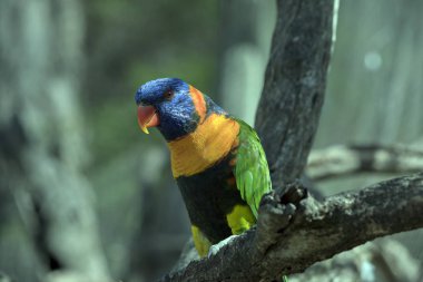 gökkuşağı Lori bir ağaç dalı üzerinde tünemiş