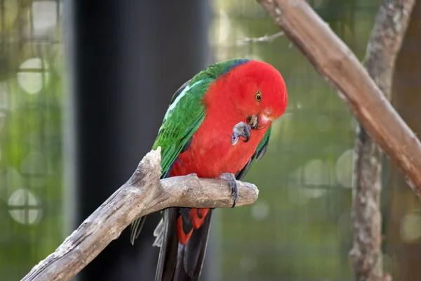 Papagaio Rei Australiano Está Comendo Nozes Sua Garra — Fotografia de Stock