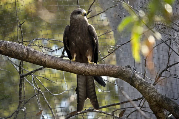 Black Kite Perched Tree Branch — Stock Photo, Image