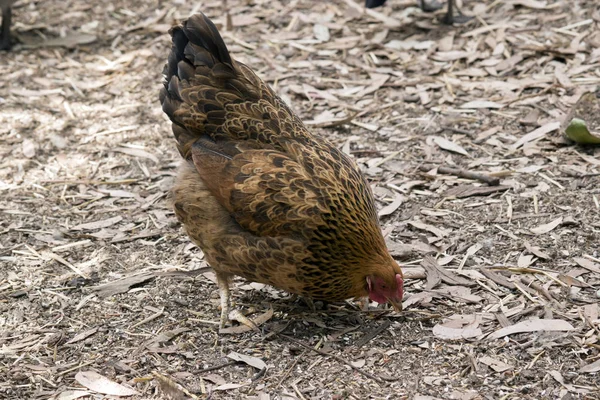 Κοτόπουλο Τρώει Φαγητό Στο Έδαφος — Φωτογραφία Αρχείου
