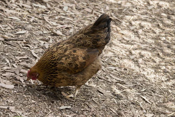닭고기는 음식을 — 스톡 사진