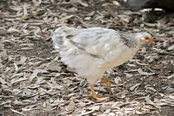 鶏肉は 地面に食べ物を食べている — ストック写真