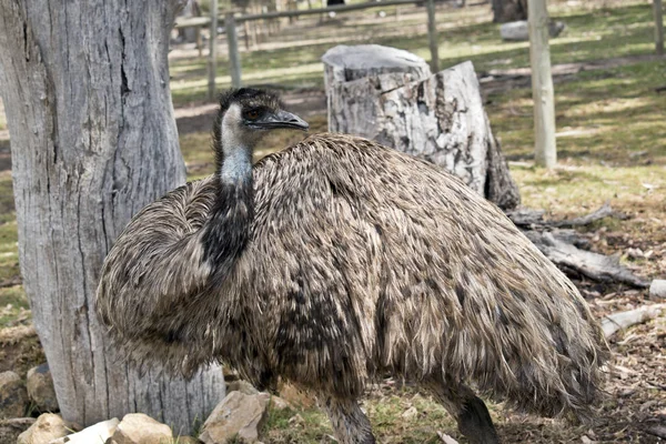 Side View Australian Emu — Stock Photo, Image