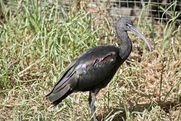 Dit Een Zijaanzicht Van Een Zwarte Ibis — Stockfoto