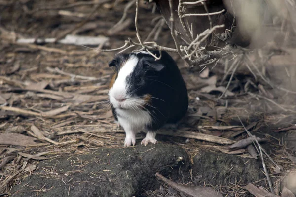 Guinea Pig Rock Hiding Bush — Stock Photo, Image