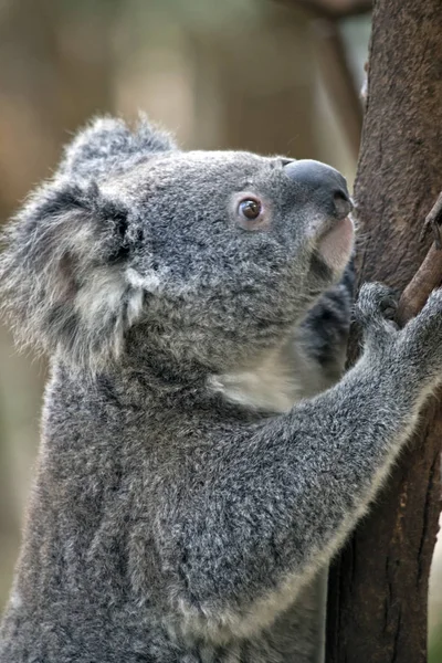 Egy Közeli Fel Egy Joey Koala Mászni Egy — Stock Fotó