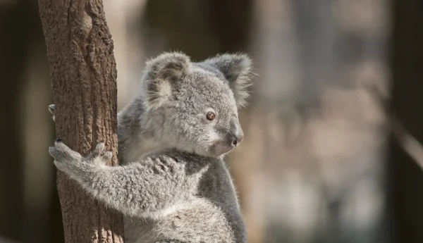 Joey Koala Climbing Tall Tree — Stock Photo, Image