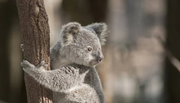 Joey Koala Descend Grand Arbre — Photo