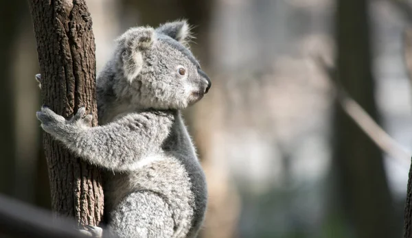 Joey Koala Klimt Een Hoge Boom — Stockfoto