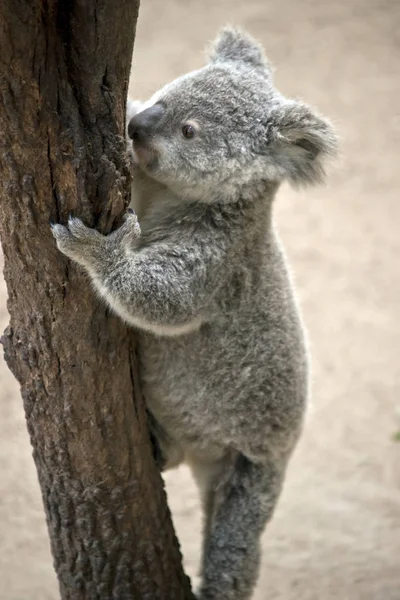 Der Joey Koala Klettert Von Einem Hohen Baum — Stockfoto