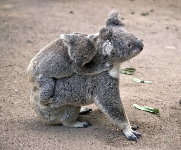 Koala Has Her Joey Her Back — Stock Photo, Image