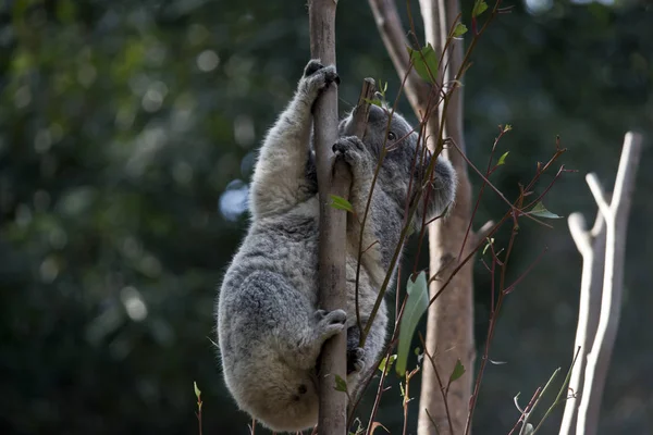 the joey koala is eating  eucalyptus leaves