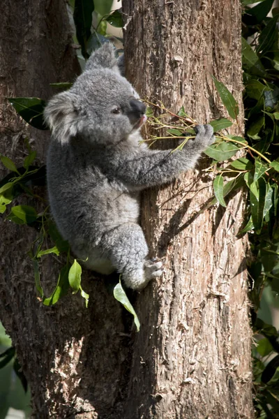 the joey koala is eating  eucalyptus leaves