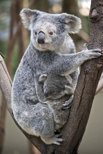 Matka Koala Jest Przytulanie Jej Młodego Joey Widelcu Drzewa — Zdjęcie stockowe