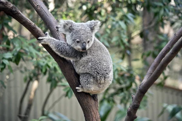 Fiatal Joey Koala Mászni Egy — Stock Fotó